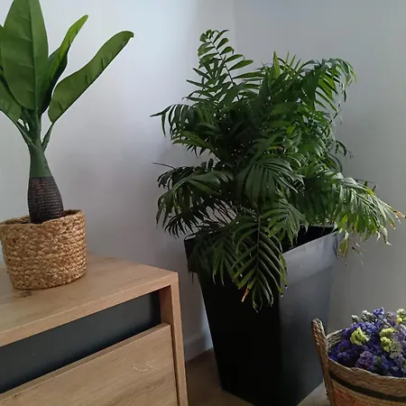 Apartamento Violeta's